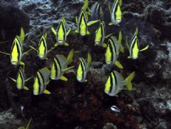 A school of Porkfish posing for a portrait - Paseo De Ced... by James Ridgway 